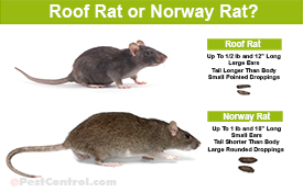 Get Rid of Rats